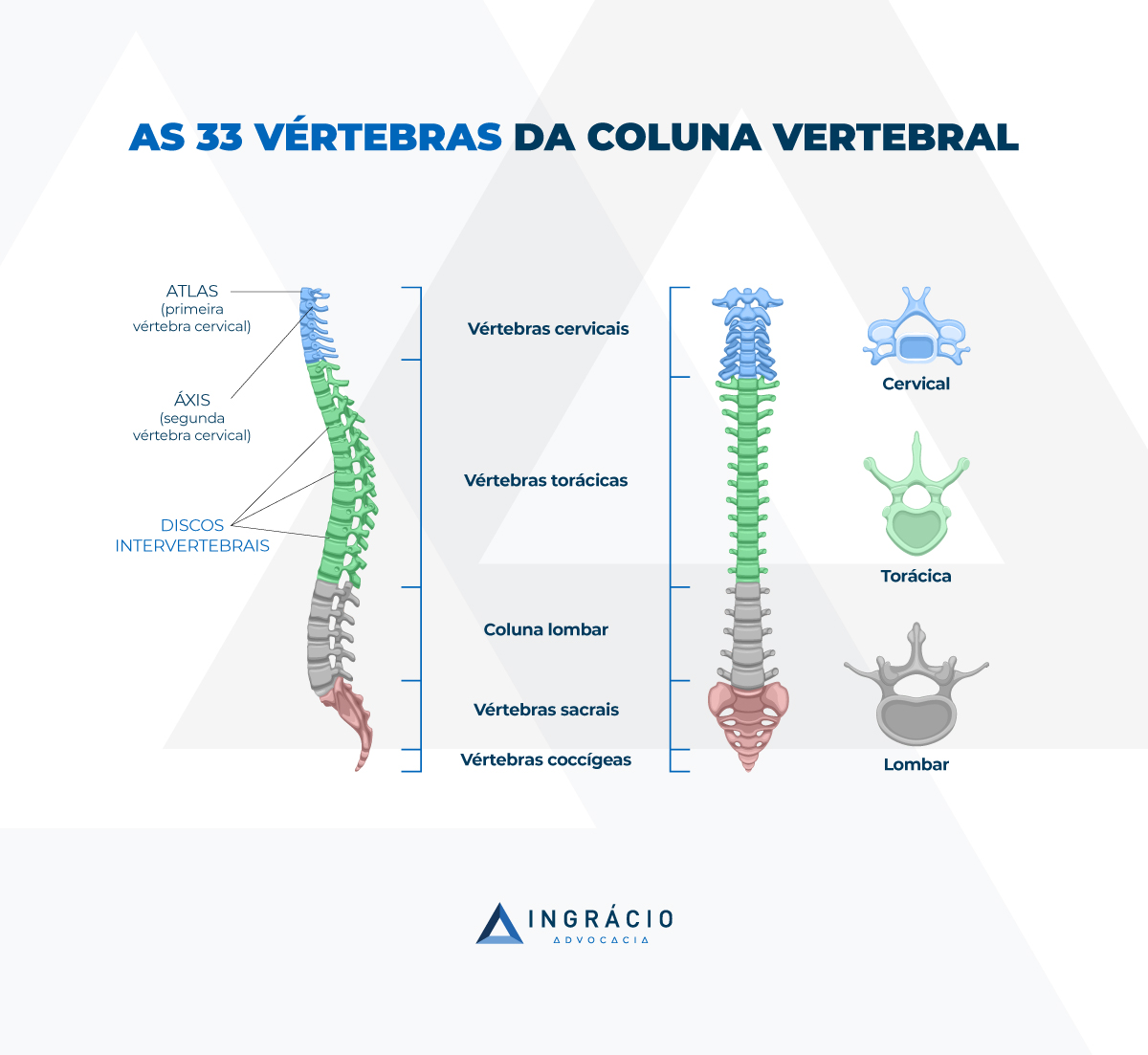 vértebras da coluna vertebral